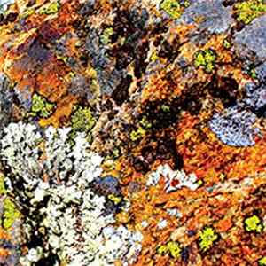 Gianni Gebbia - Damon Smith - Weasel Walter - Lichens Album