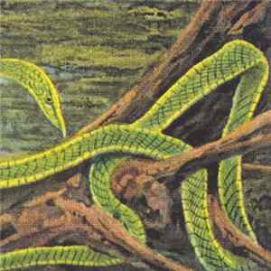 Rainforest Spiritual Enslavement - Green Graves Album