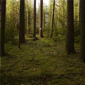 Ian Fisher - Forest Recording Album