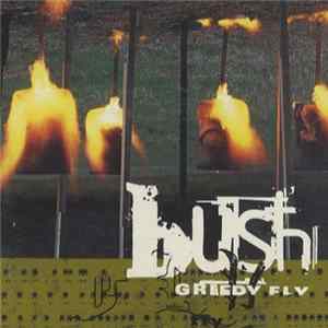 Bush - Greedy Fly Album