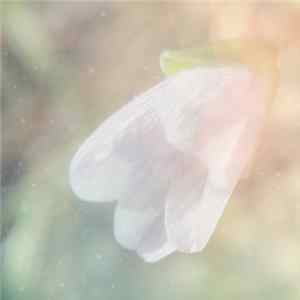 Poemme - Blooming Spring Album