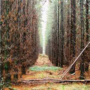 Apart From This - In Gloom Album
