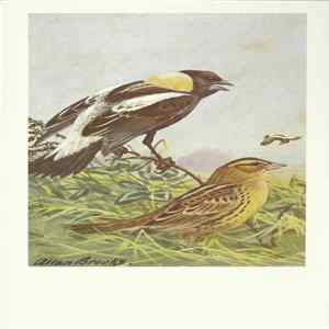 No Artist - Bobolink Album