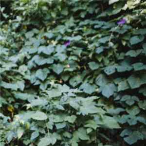 Kele Okereke - Yemaya Album