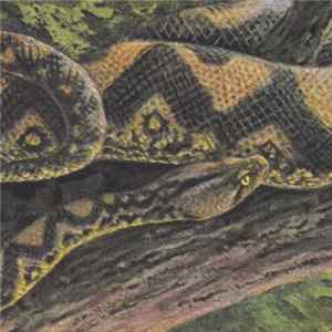 Rainforest Spiritual Enslavement - Ambient Black Magic Album