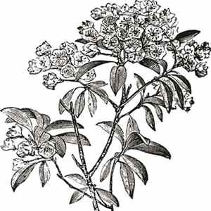 Jeremy Pomeroy - Mountain Laurels Album