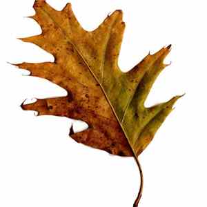 Pet Genius - EP Album