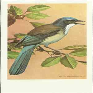No Artist - Scrub Jay Album