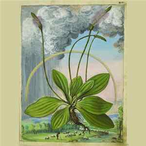 Thanatoloop - Plantago Maior Album