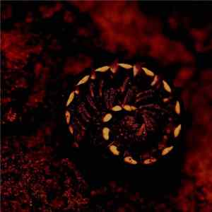 Veil of Nature - Buried In Dead Exoskeletons Album