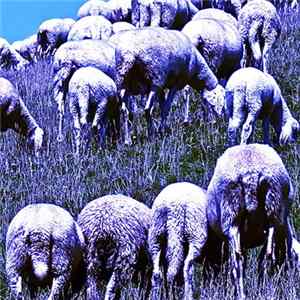 The Far Meadow - Where Joys Abound Album