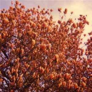 Pink Desert - Young Country Album